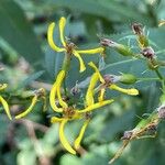 Senecio ovatus Blüte