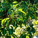 Hedera colchicaΦύλλο
