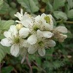 Rubus canescens 花