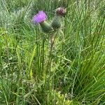 Cirsium vulgare花