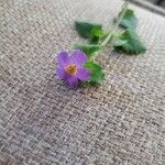 Sutera cordata Fula