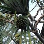 Pandanus utilis 果実