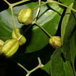 Pisonia macranthocarpa 果實