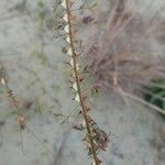 Mimosa latispinosa Leaf