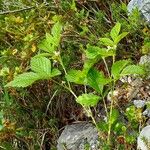 Rubus saxatilis Облик