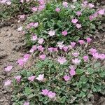 Erodium corsicum Yeri
