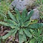 Echium asperrimum Leaf