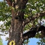 Crataegus coccinea Bark