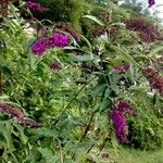 Buddleja davidii Habitus