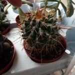 Echinocereus coccineus 葉