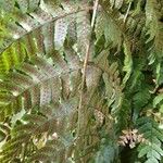 Dryopteris erythrosora 葉