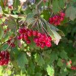 Viburnum trilobumFroito