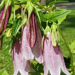 Campanula punctata ফুল