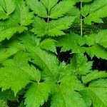 Actaea rubra Blatt