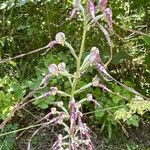 Himantoglossum adriaticum Flower
