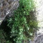 Paronychia argyrocoma Hábito