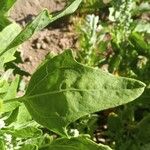 Chenopodium quinoa Folio