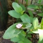 Tradescantia brevifolia 葉