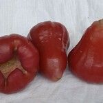 Syzygium aqueum Fruto