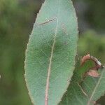 Arbutus xalapensis Blad