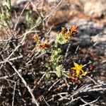 Hypericum ericoides Leaf