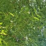 Fraxinus angustifolia برگ