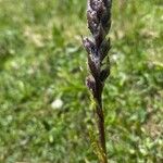 Pedicularis rostratospicata その他の提案
