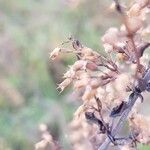 Clinopodium nepeta Plod