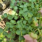 Origanum rotundifolium Leaf