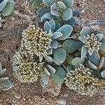 Polycarpaea nivea Hoja