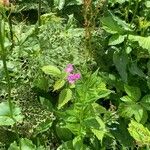 Epilobium alpestre Blodyn