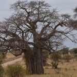 Adansonia digitataRinde