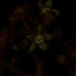 Schefflera morototoni Virág