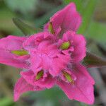 Castilleja rhexiifolia Květ