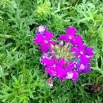 Verbena tenera Floare