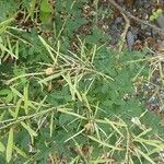 Cytisus nigricans Fruit