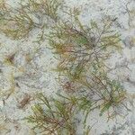 Potamogeton crispus 葉