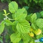 Rubus idaeus Leaf