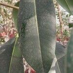 Ficus obliqua Leaf