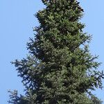 Abies lasiocarpa Flower