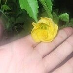 Abutilon pictum Flor