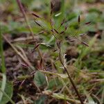 Agrostis pilosula 花