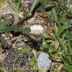 Erigeron neglectus Yeri