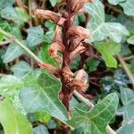 Orobanche hederae Habitat