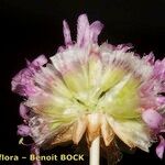 Armeria castellana Квітка