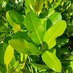 Calophyllum inophyllum Leaf