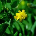 Medicago polymorphaFlor