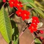 Euphorbia fulgensBlomma