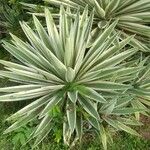 Agave vivipara Fuelha