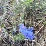 Echium sabulicolaFlower